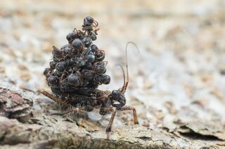 Acanthaspis petax: хищната дървеница, ко...