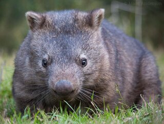 Вомбатът: подземният инженер, който оста...