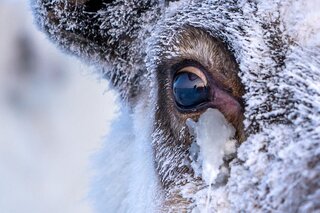 Знаете ли, че северните елени „сменят цв...